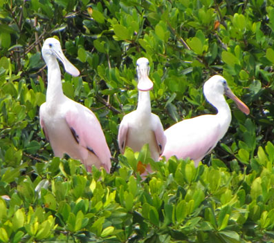 group of native birds