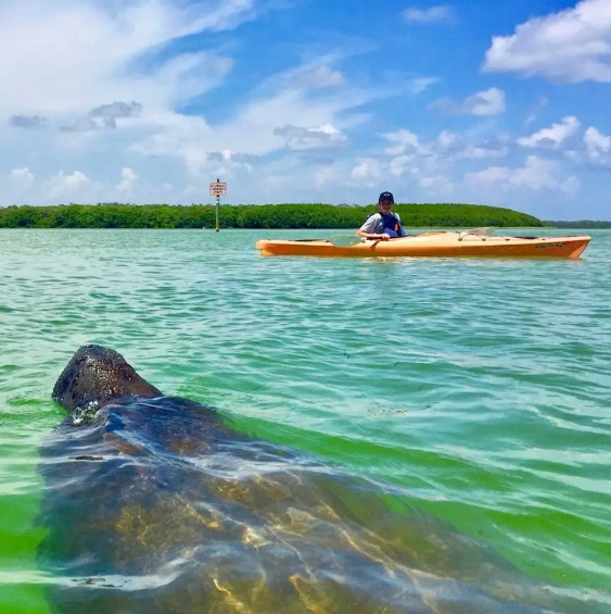 manatee and kayak