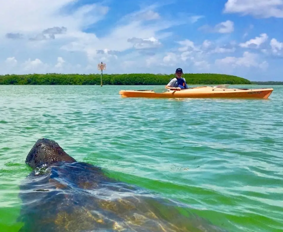 Manatee in the water with a kayak close by