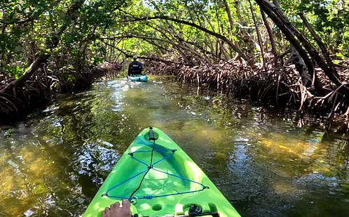 kayak moving through the mangroves